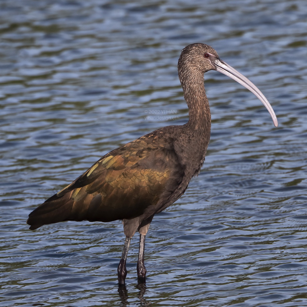 white-faced ibis.jpg