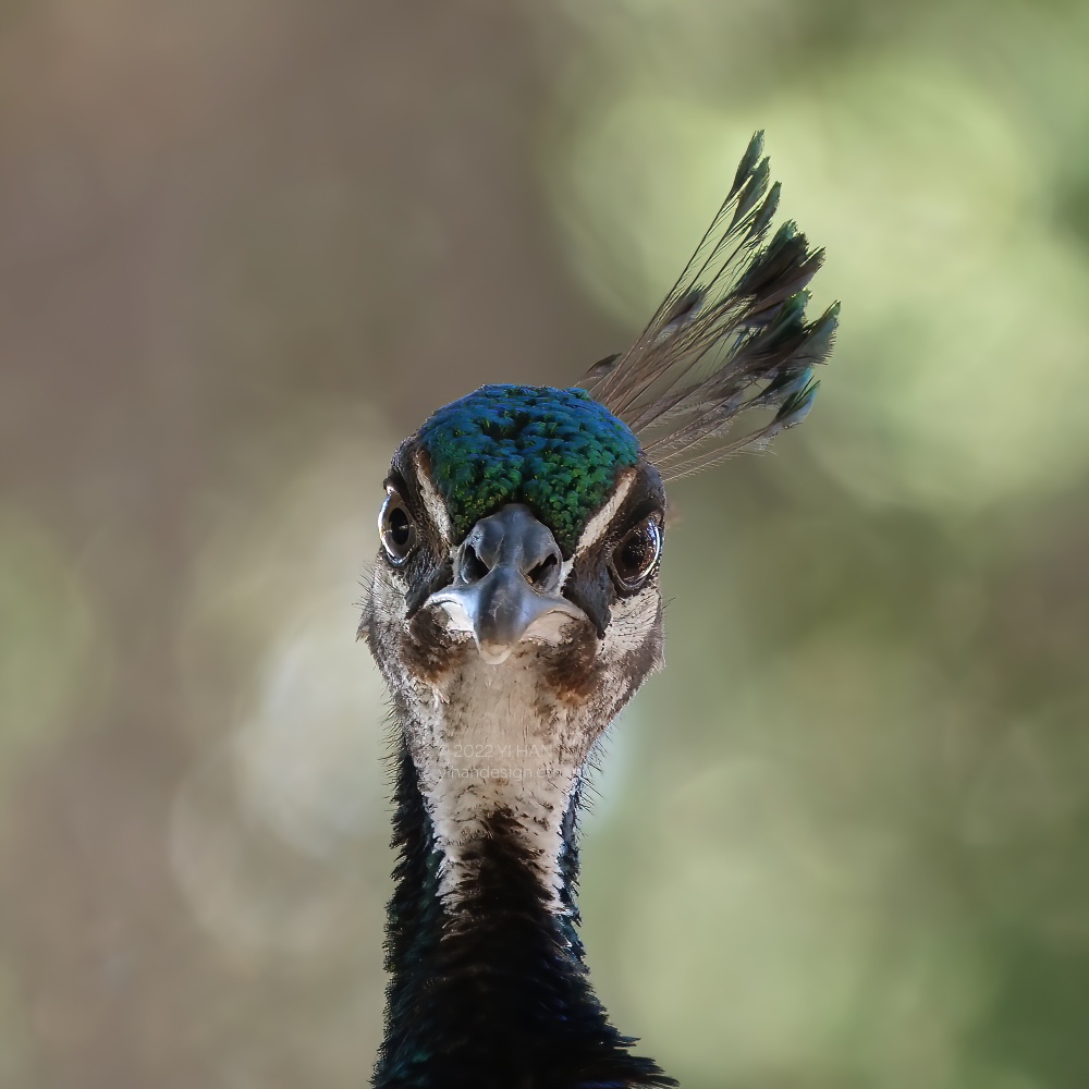 peahen