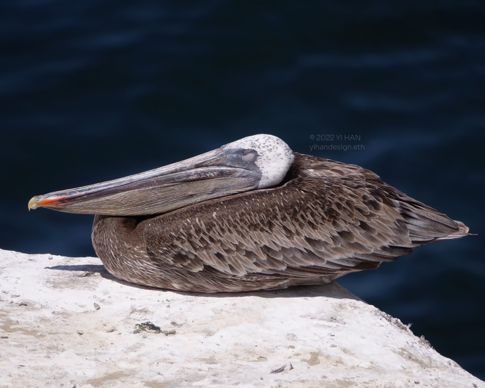 brown pelican_4.jpg