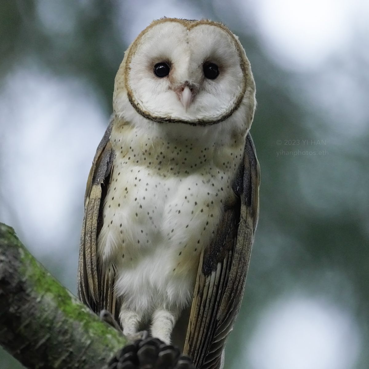 barn_owl_woods_4