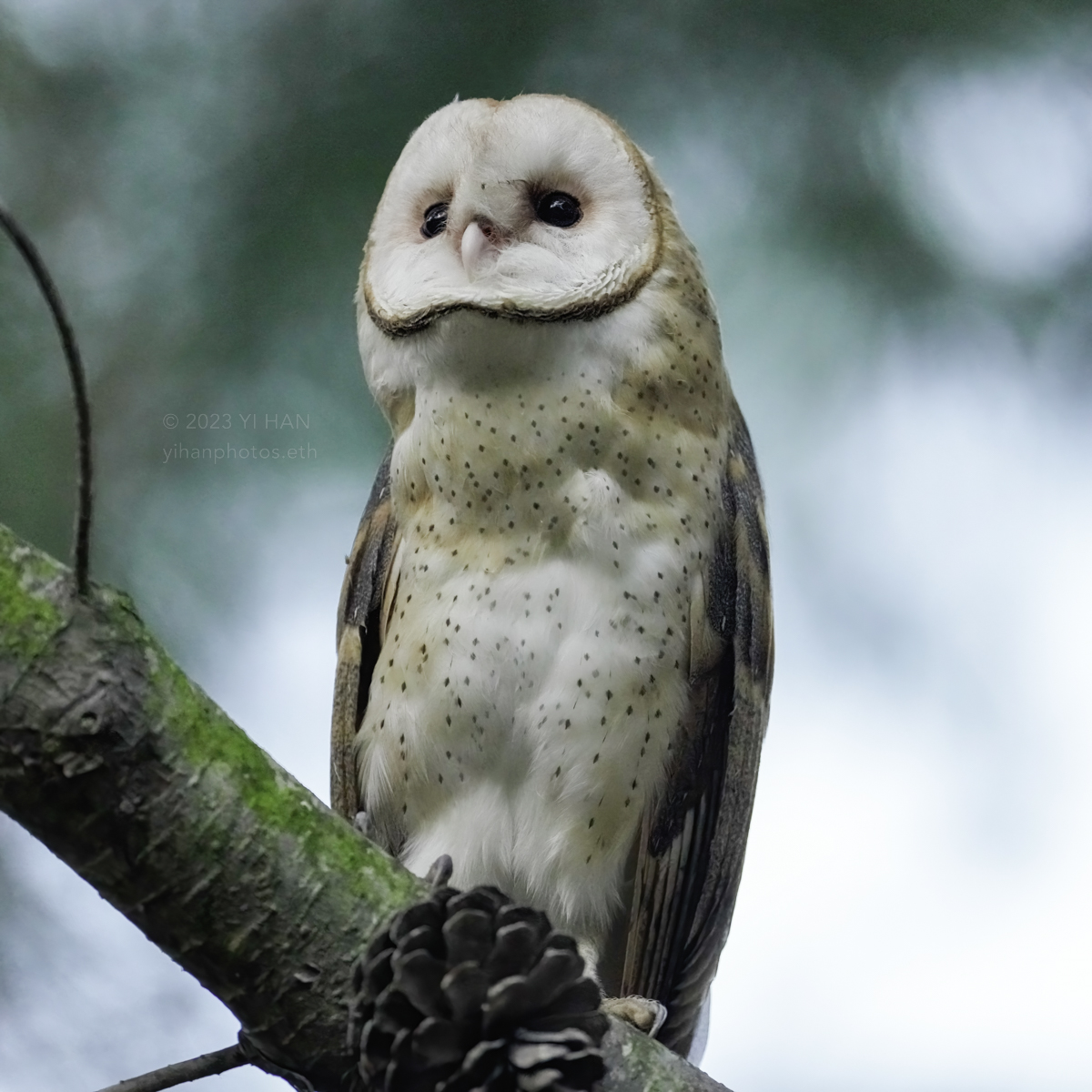 barn_owl_woods_5