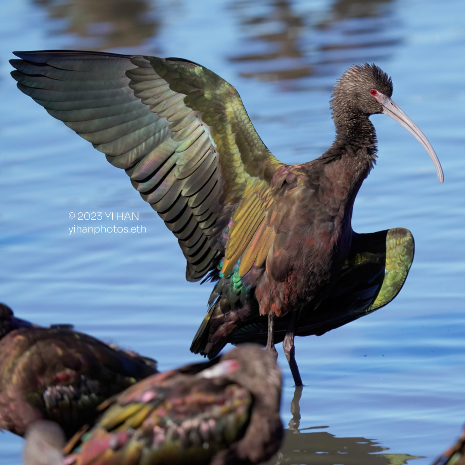 white_faced_ibis_4