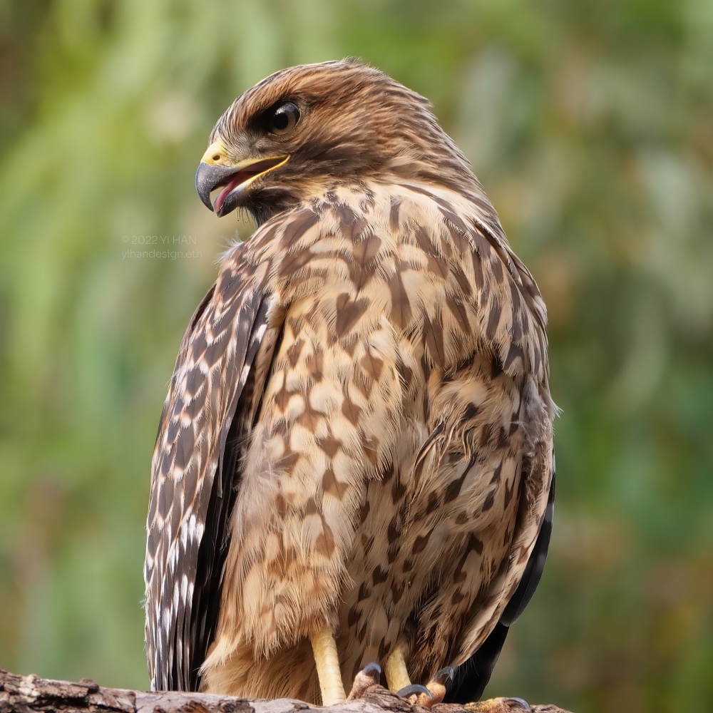 red shouldered hawk.jpg