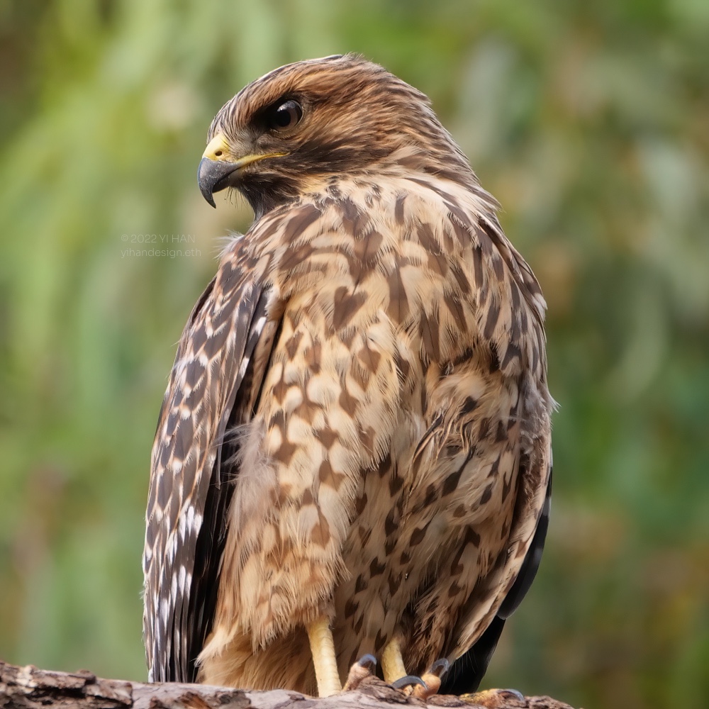 red shouldered hawk_2.jpg