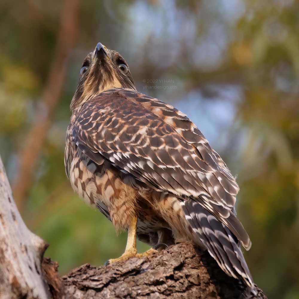 red shouldered hawk_3.jpg