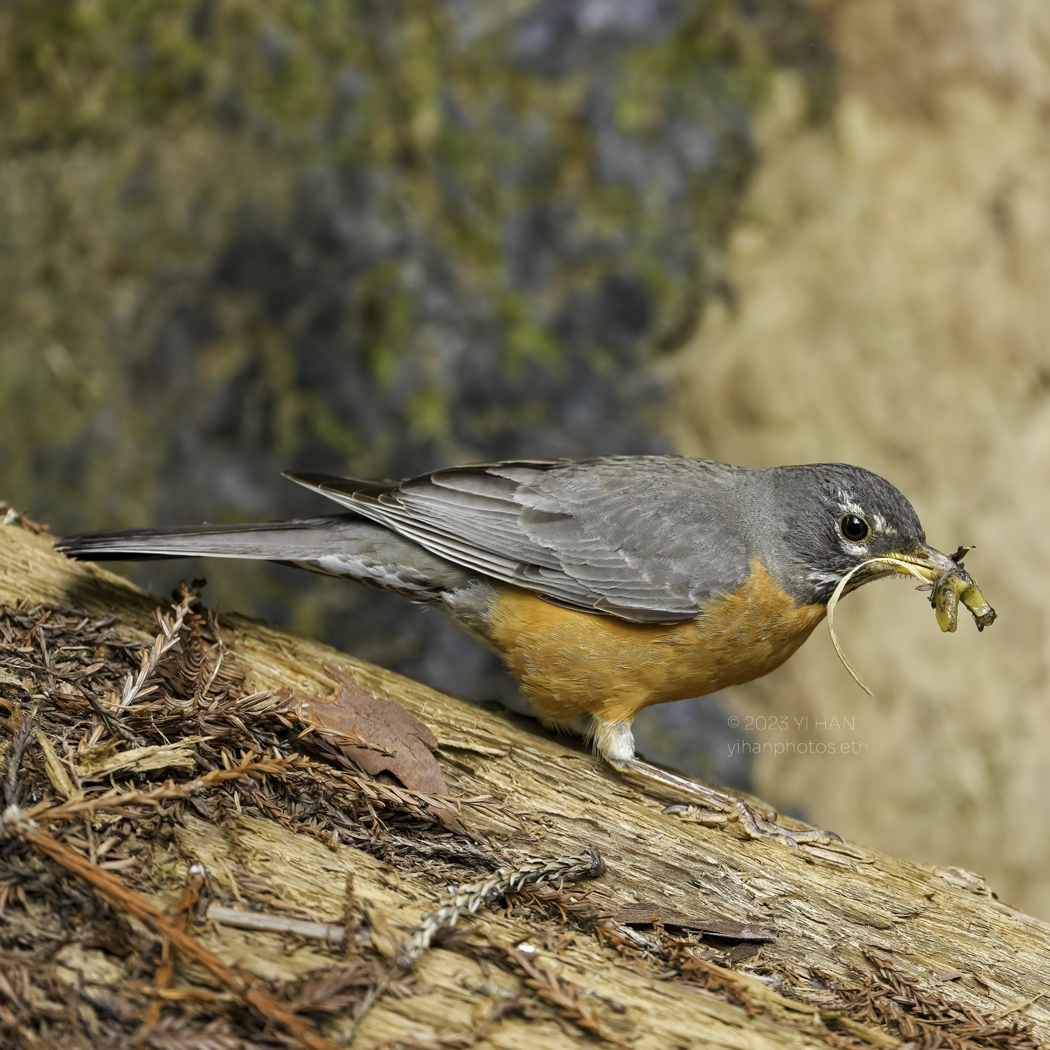 american_robin_1