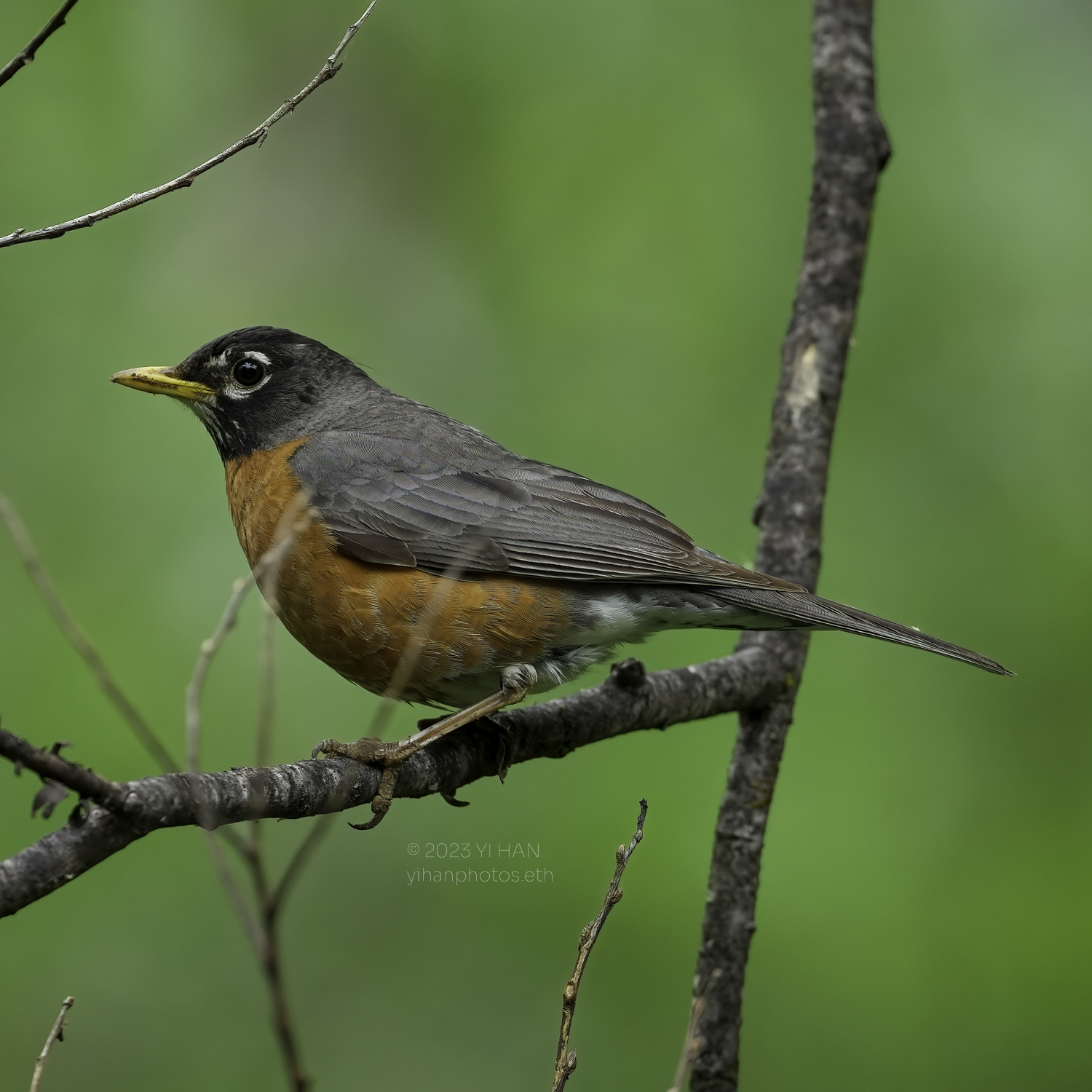 american_robin_3