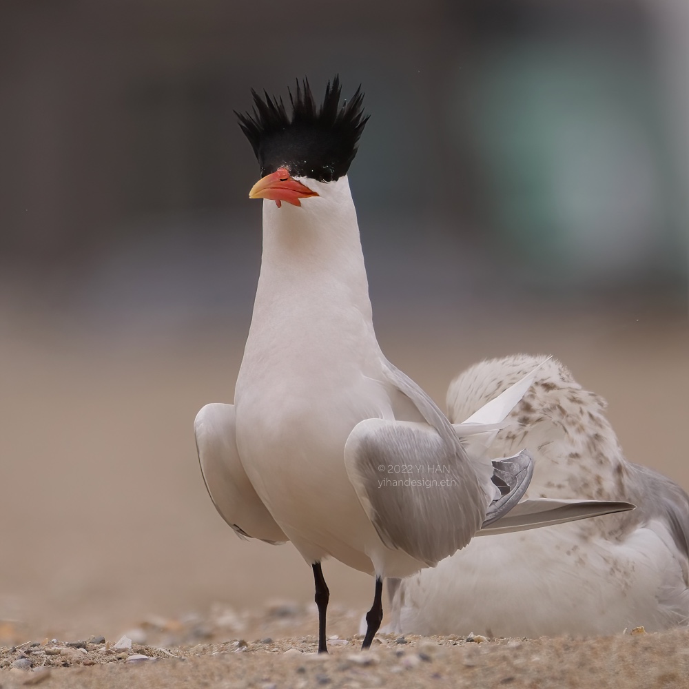 elegant tern_2.jpg