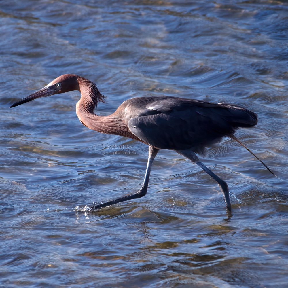 reddish_egret