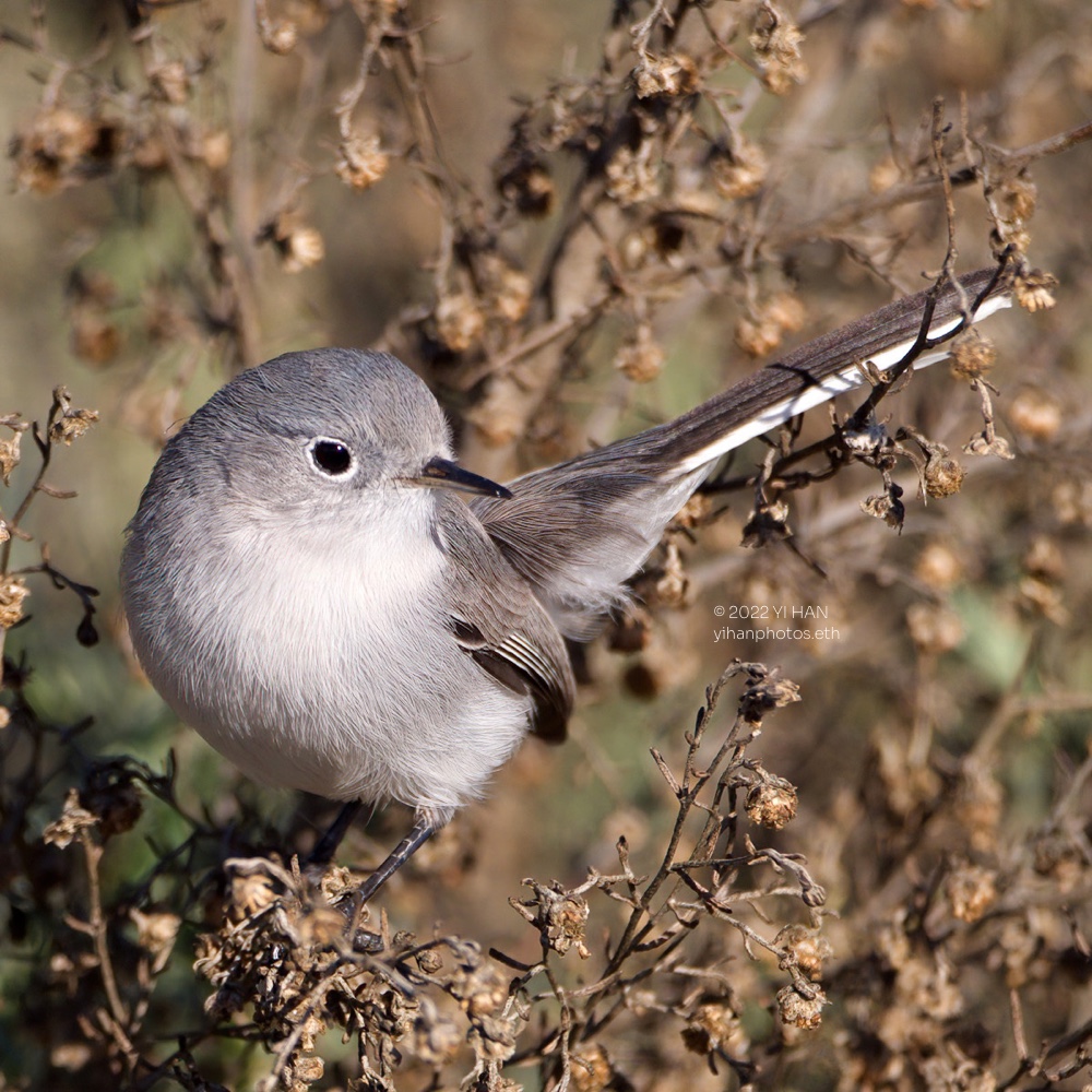 c_gnatcatcher_1