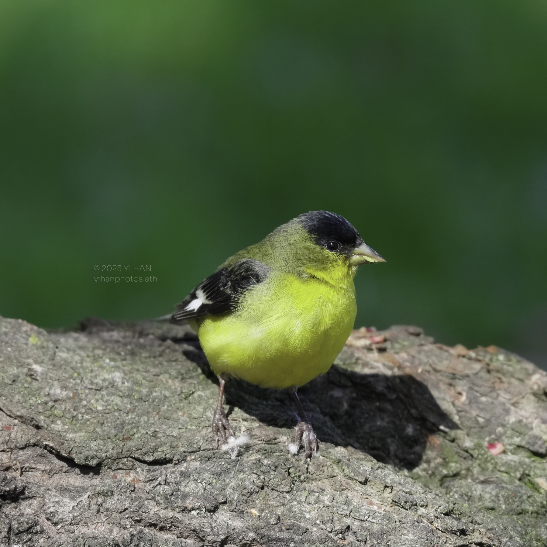 lesser_goldfinch_3