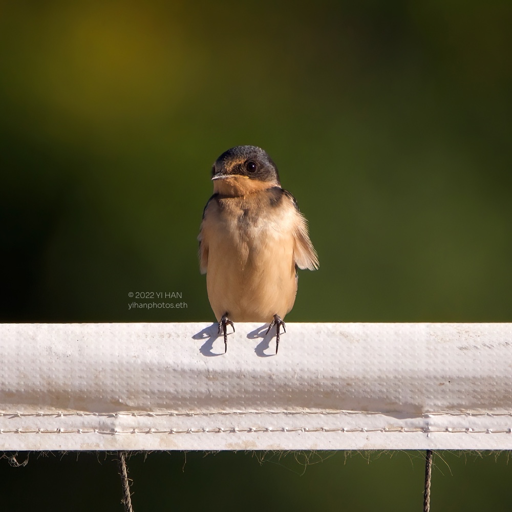 barn_swallow_08_1