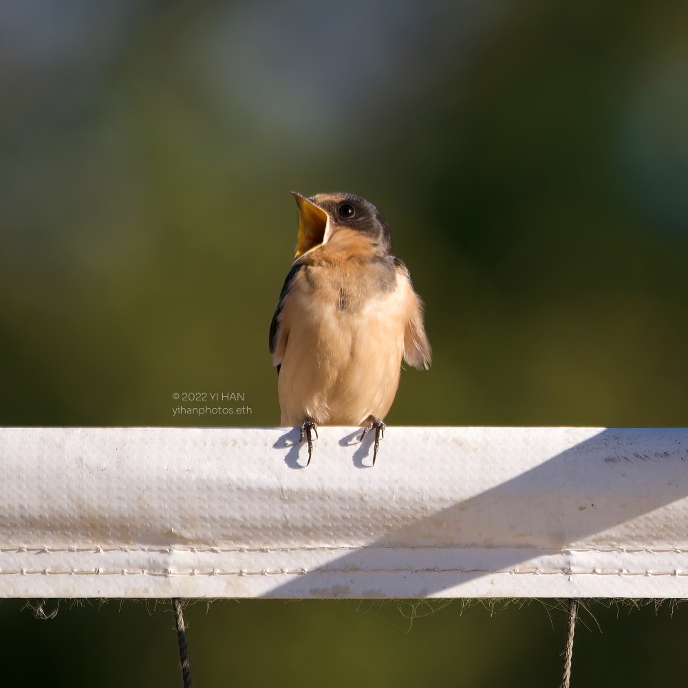 barn_swallow_08_2