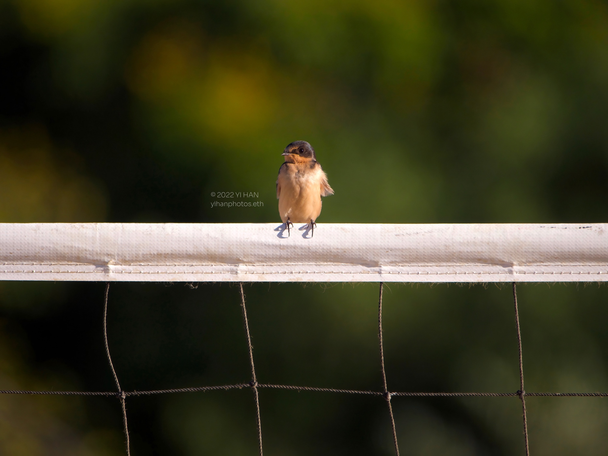 barn_swallow_08_3