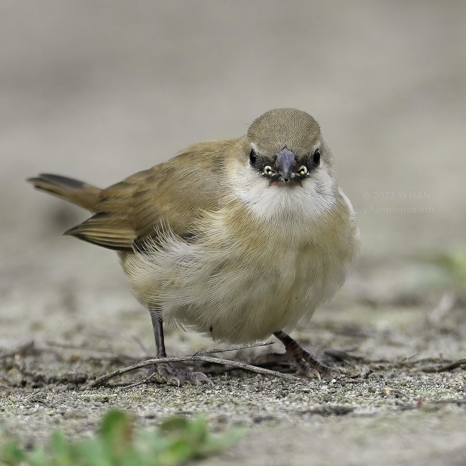 immature_pin_tailed_whydah_1