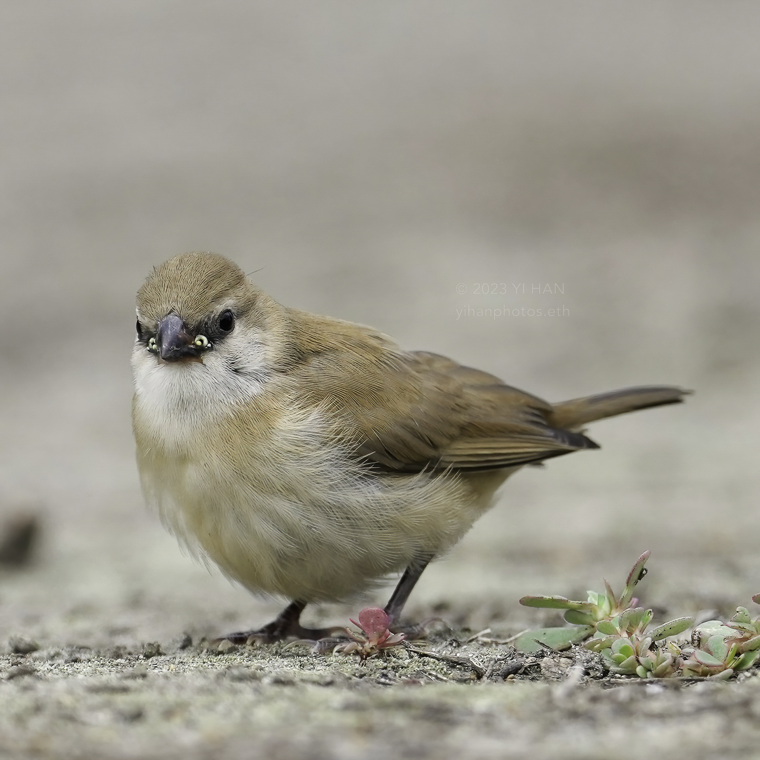 immature_pin_tailed_whydah_2