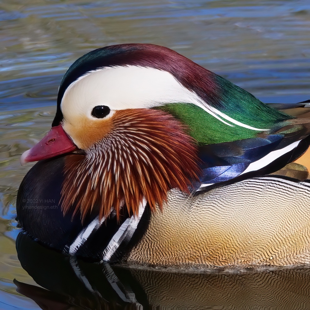 mandarin duck_2.jpg