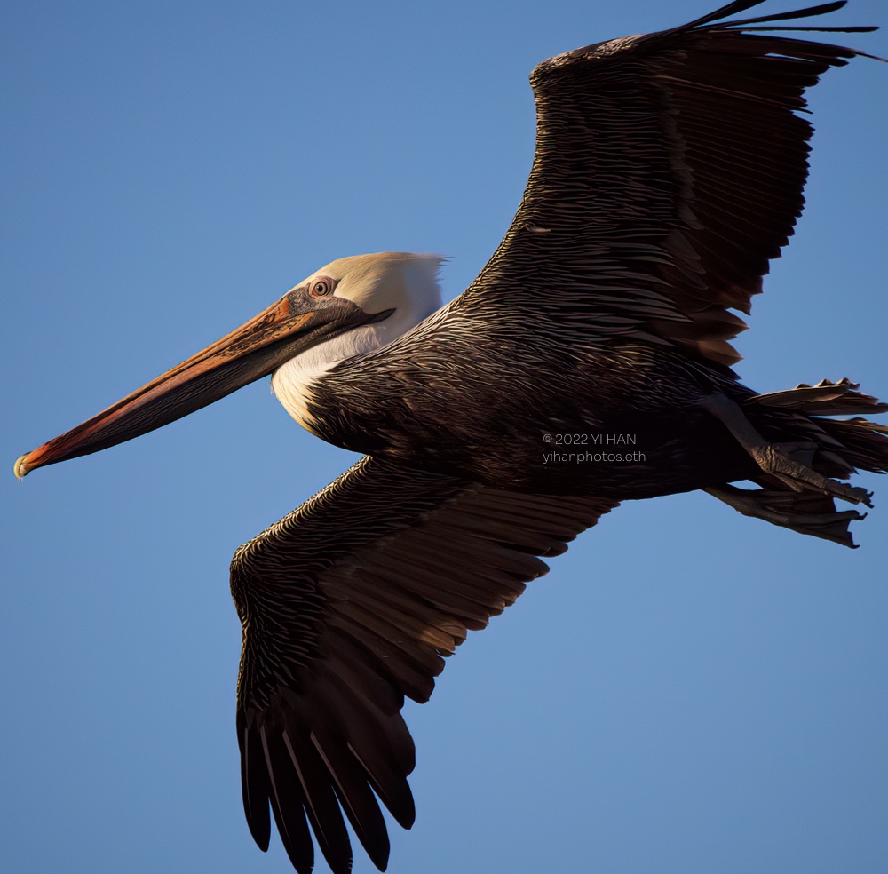 brown_pelican