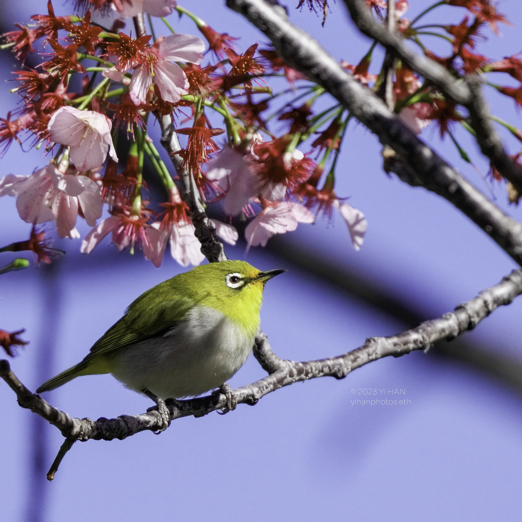 swinhoea_white_eye