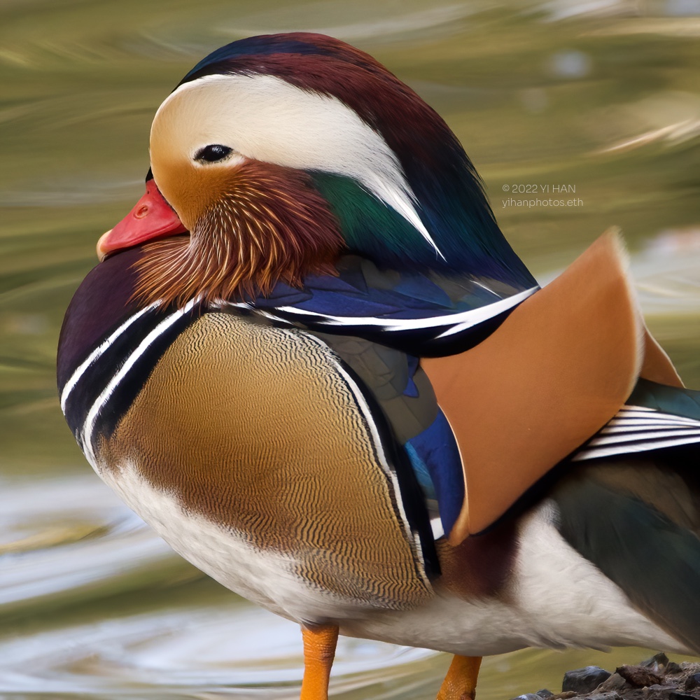 mandarin_duck_2