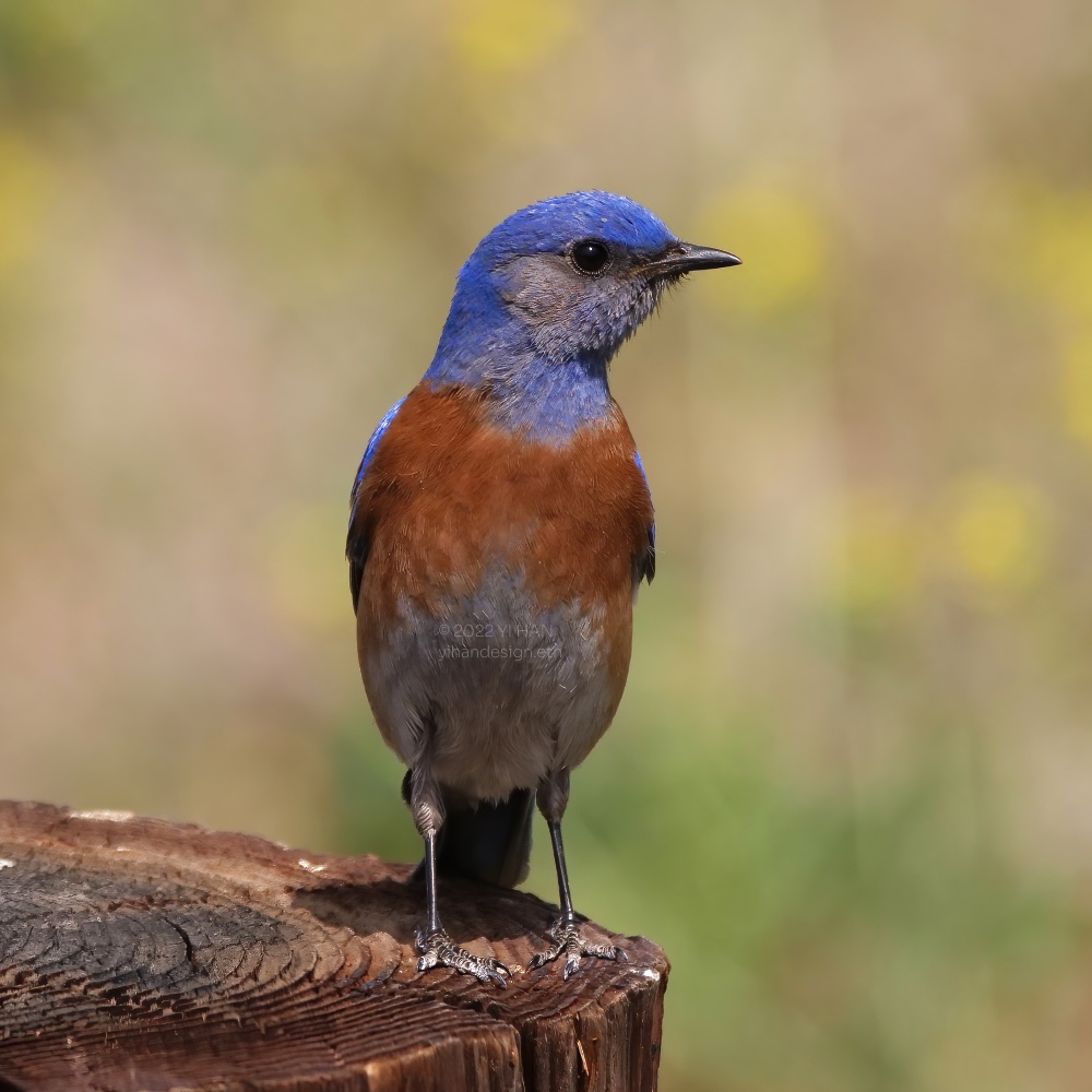 western bluebird_2.jpg