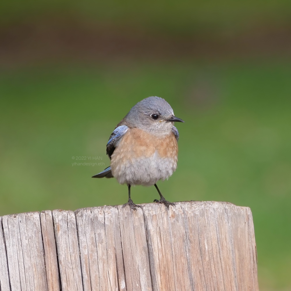 western bluebird_3.jpg