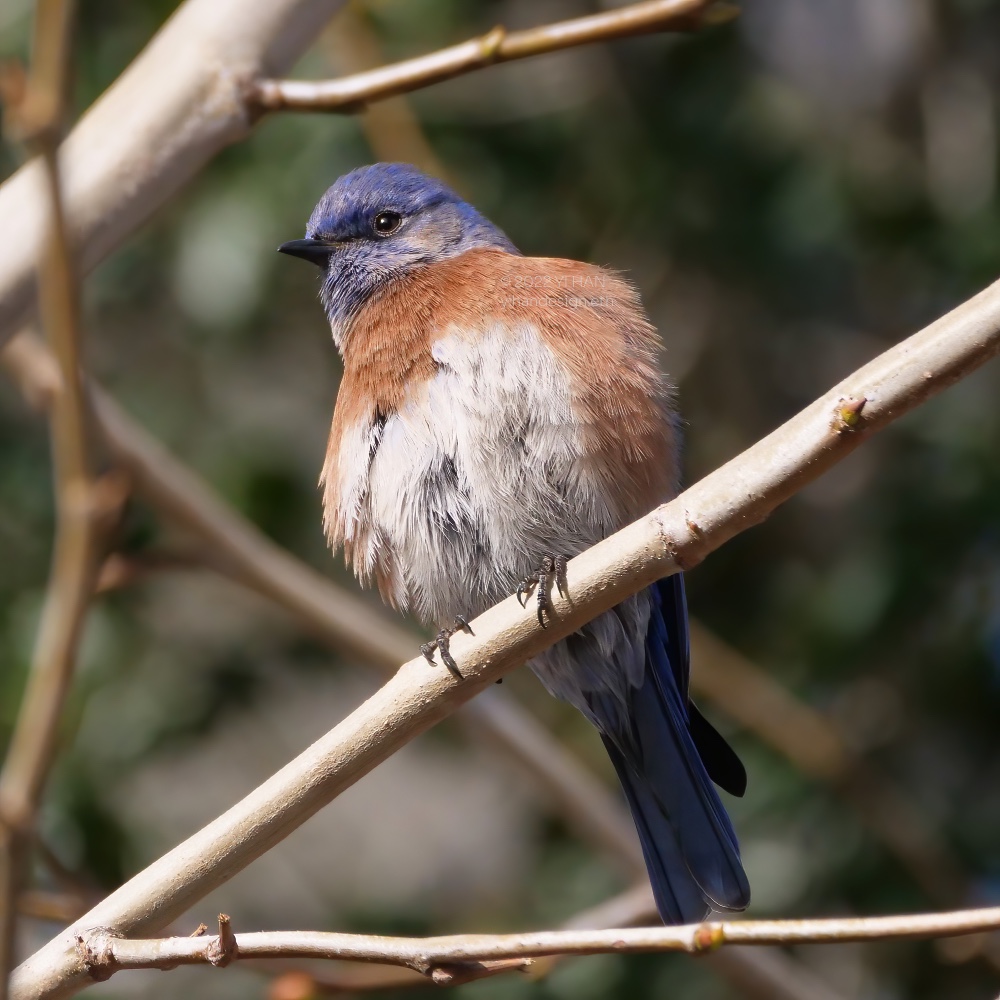 western bluebird_4.jpg