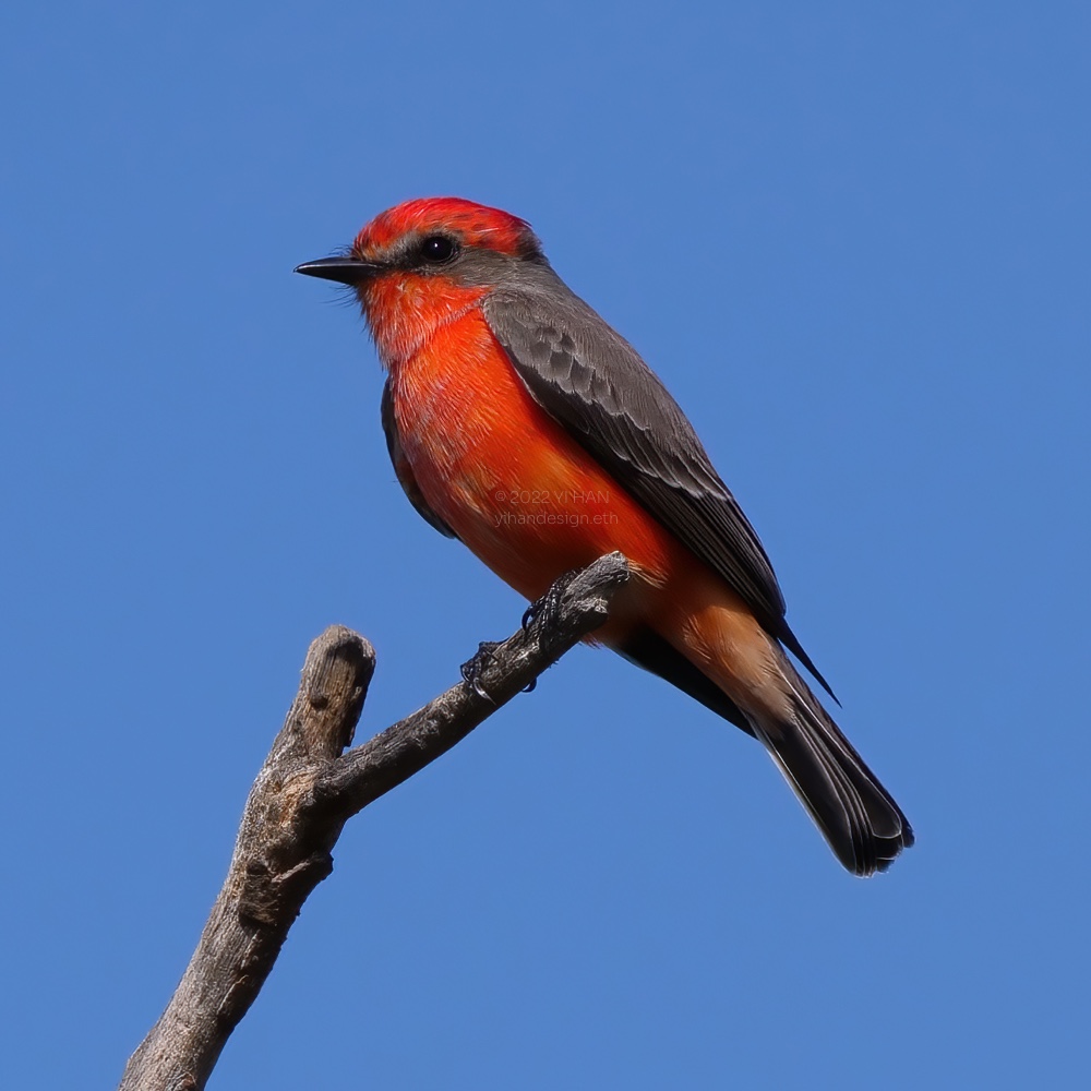 vermilion flycatcher.jpg