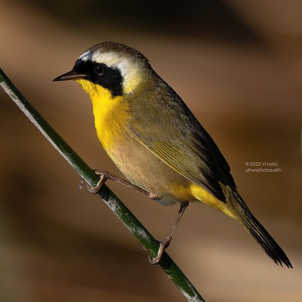 common_yellowthroat