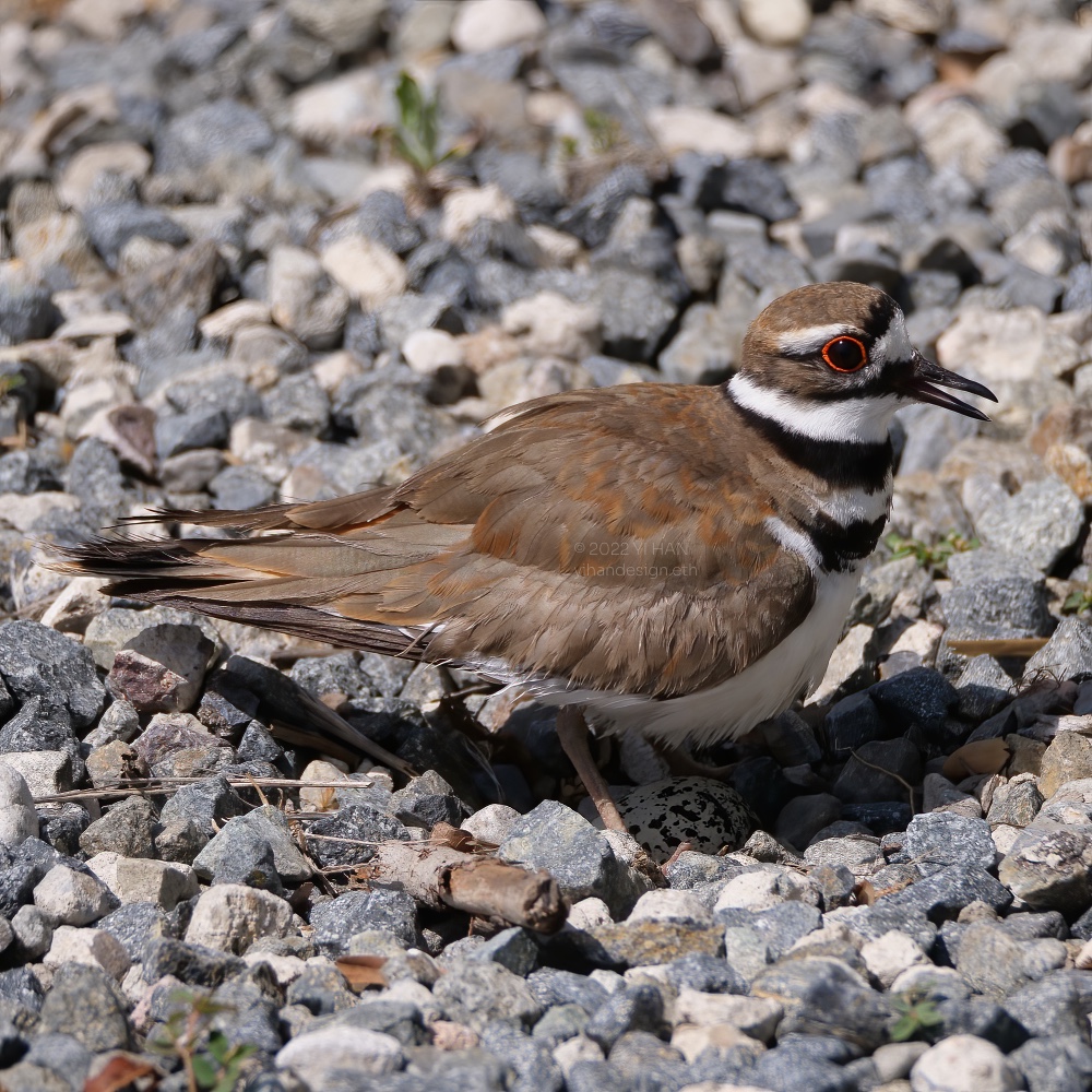 killdeer and eggs_4.jpg