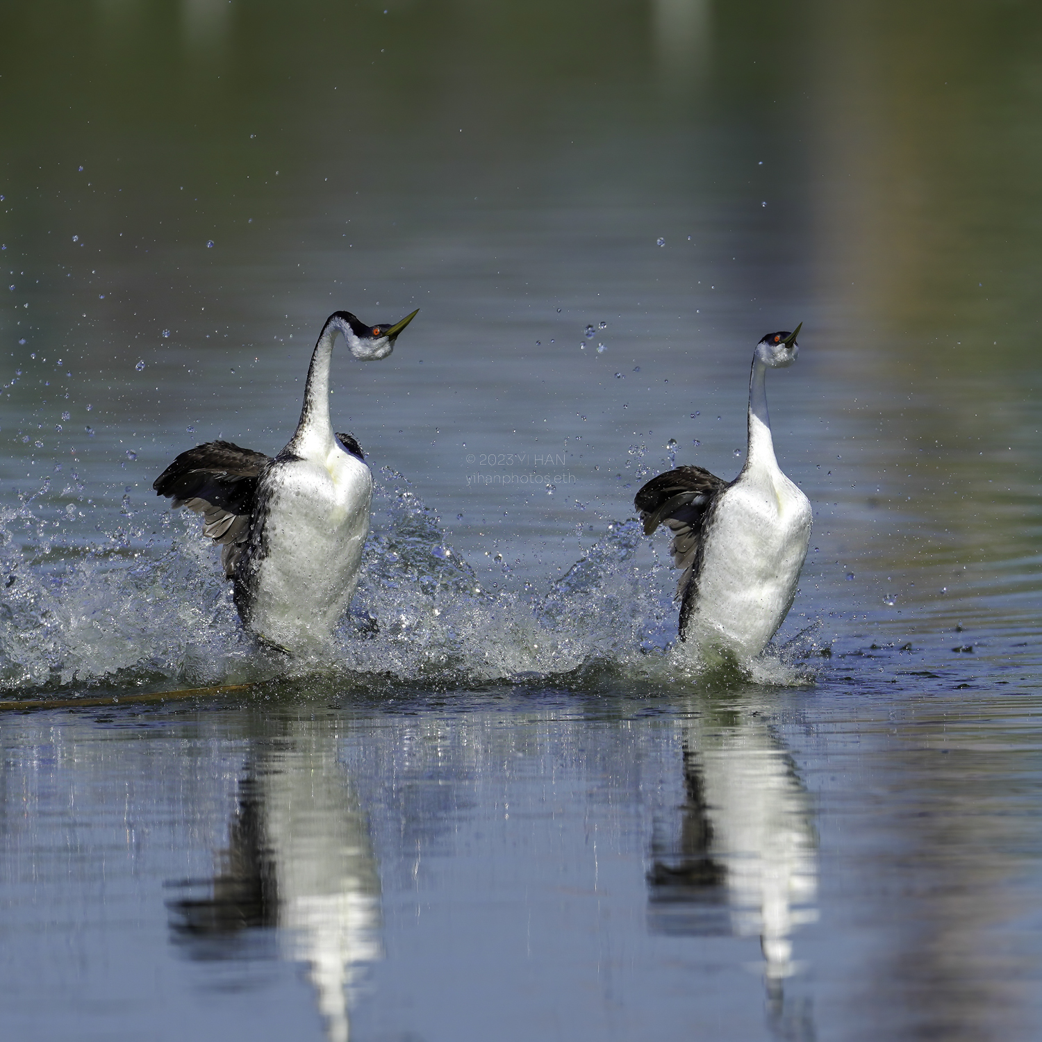 western_grebe_1