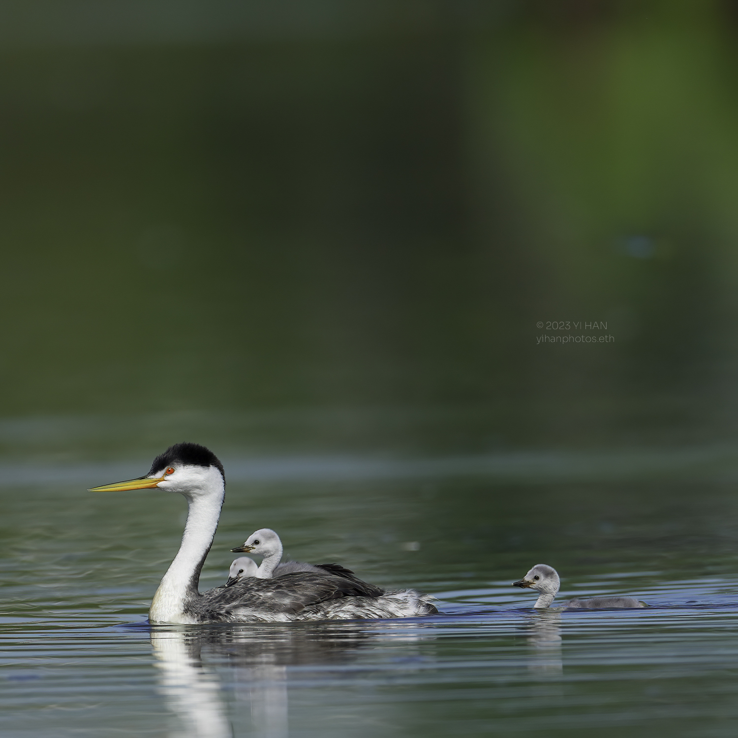 western_grebe_3