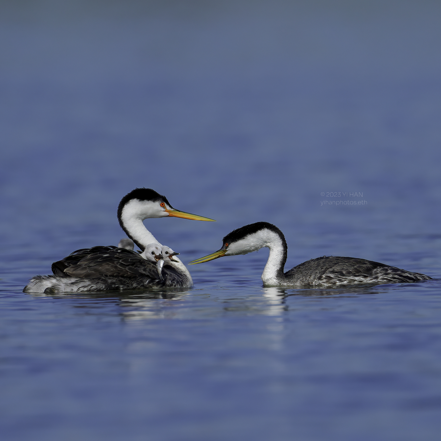 western_grebe_6