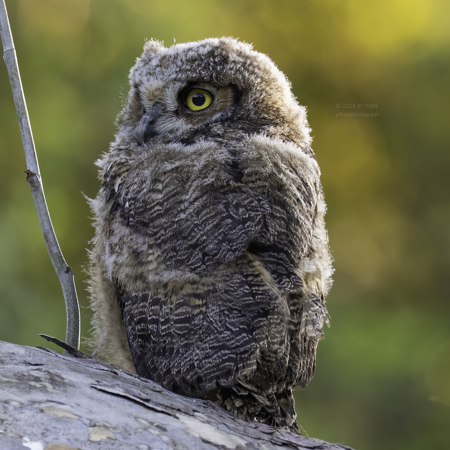 great_horned_owlet_golden_1