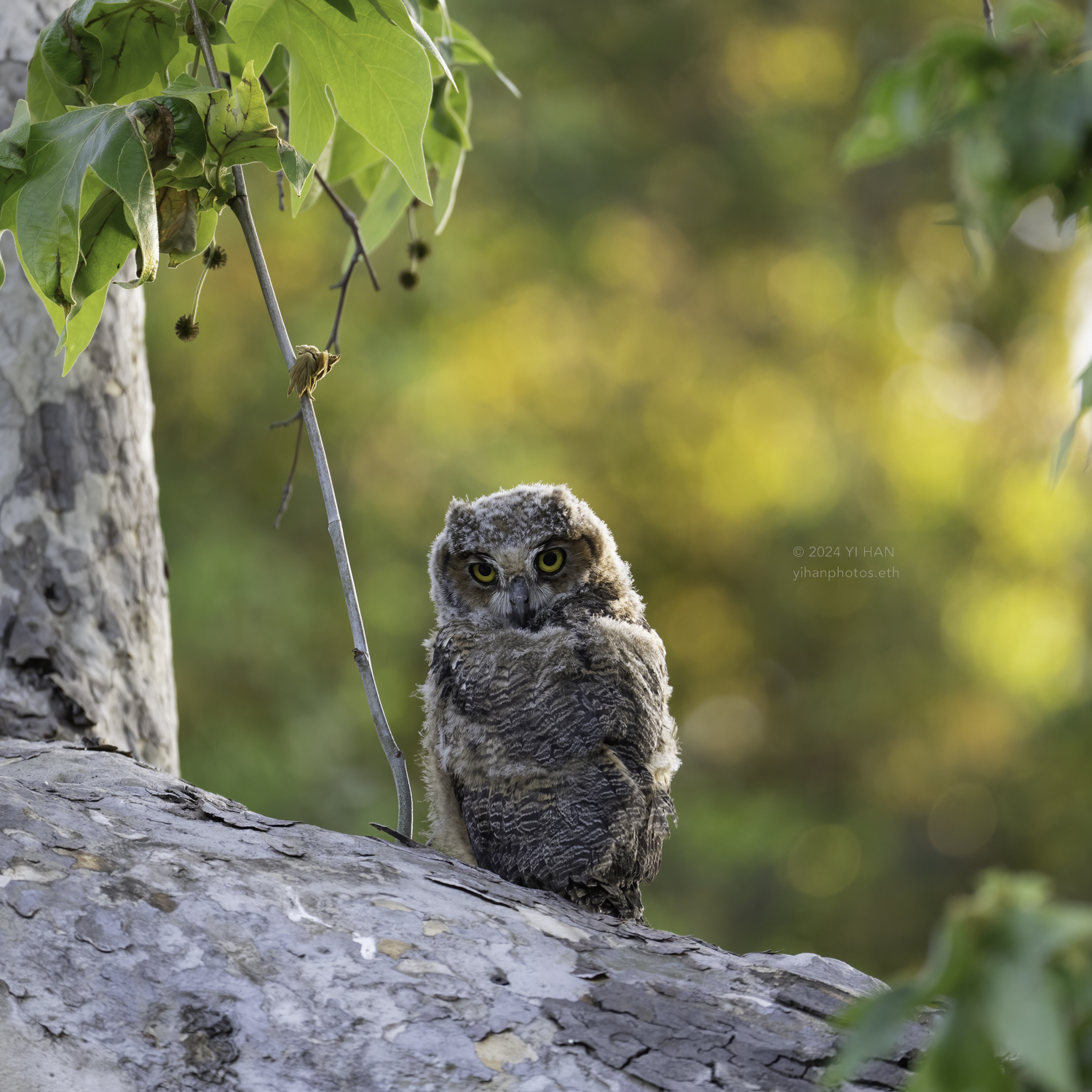 great_horned_owlet_golden_2