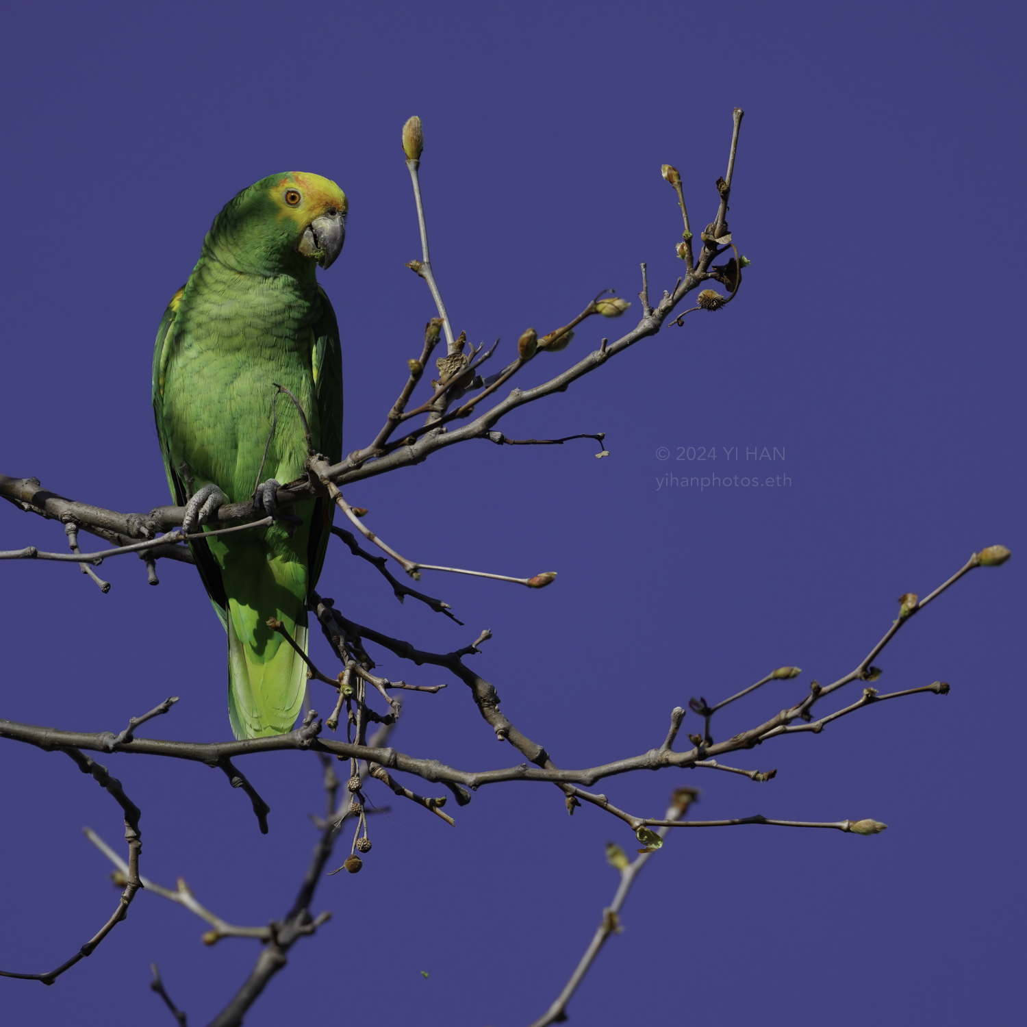 yellow-headed_amazon_2