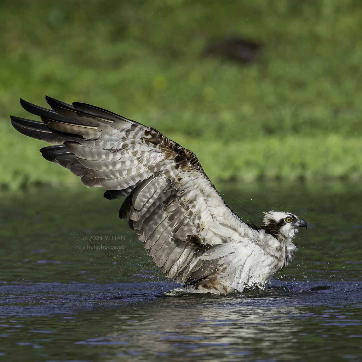 osprey-taking-a-bath-1