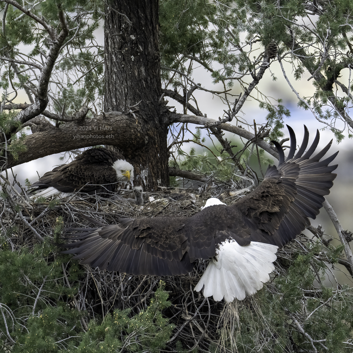 bald_eagle_family_2