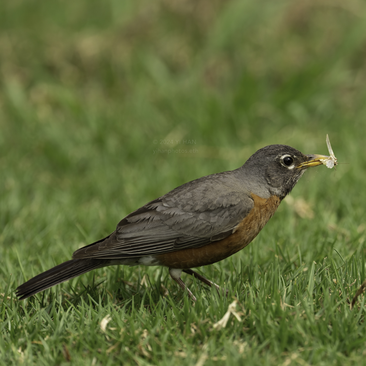 american-robin-female-1