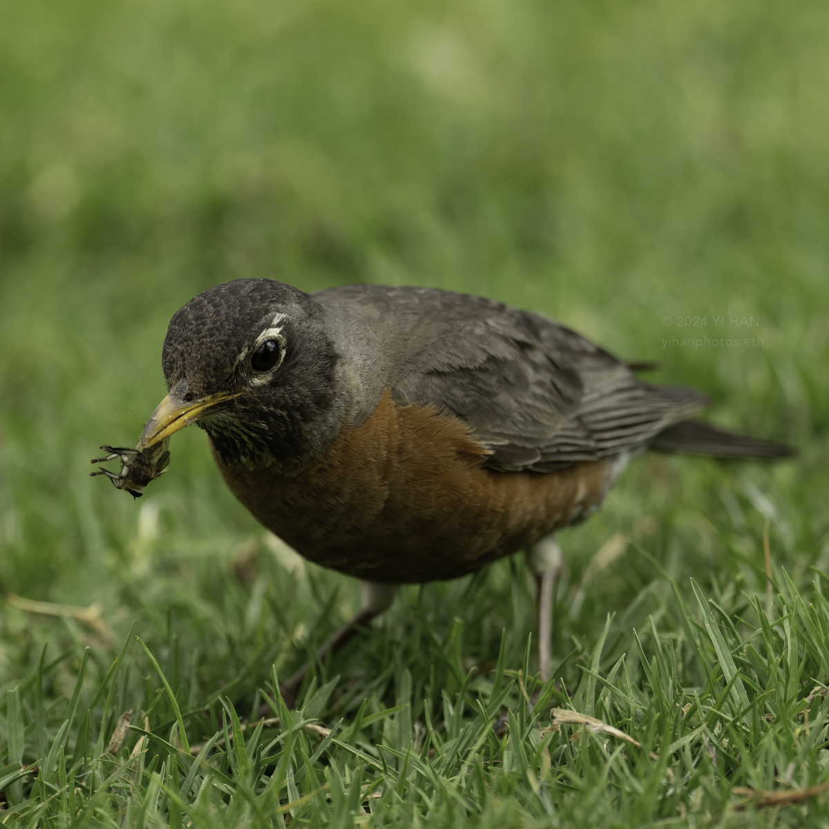 american-robin-female-2