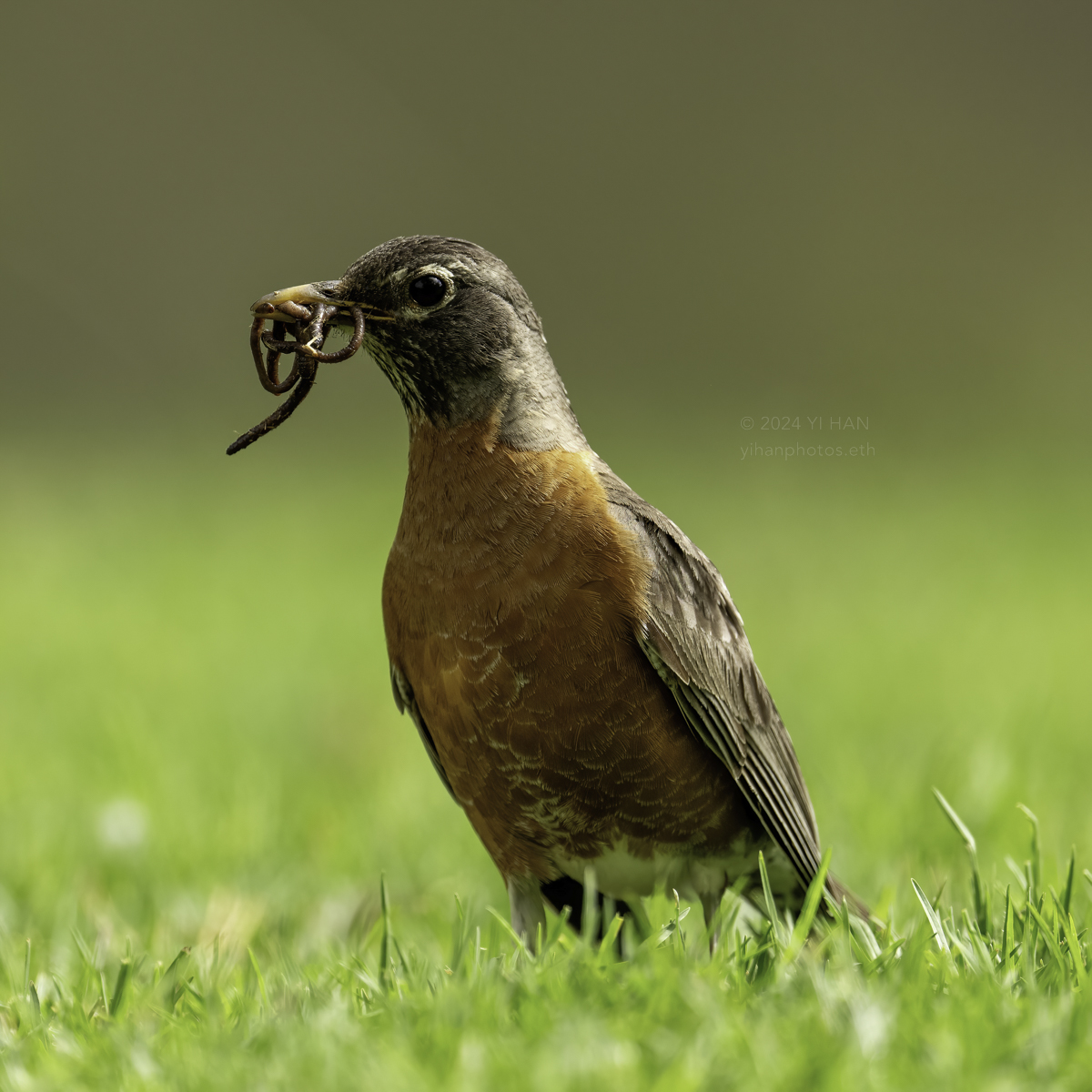 american-robin-female-6