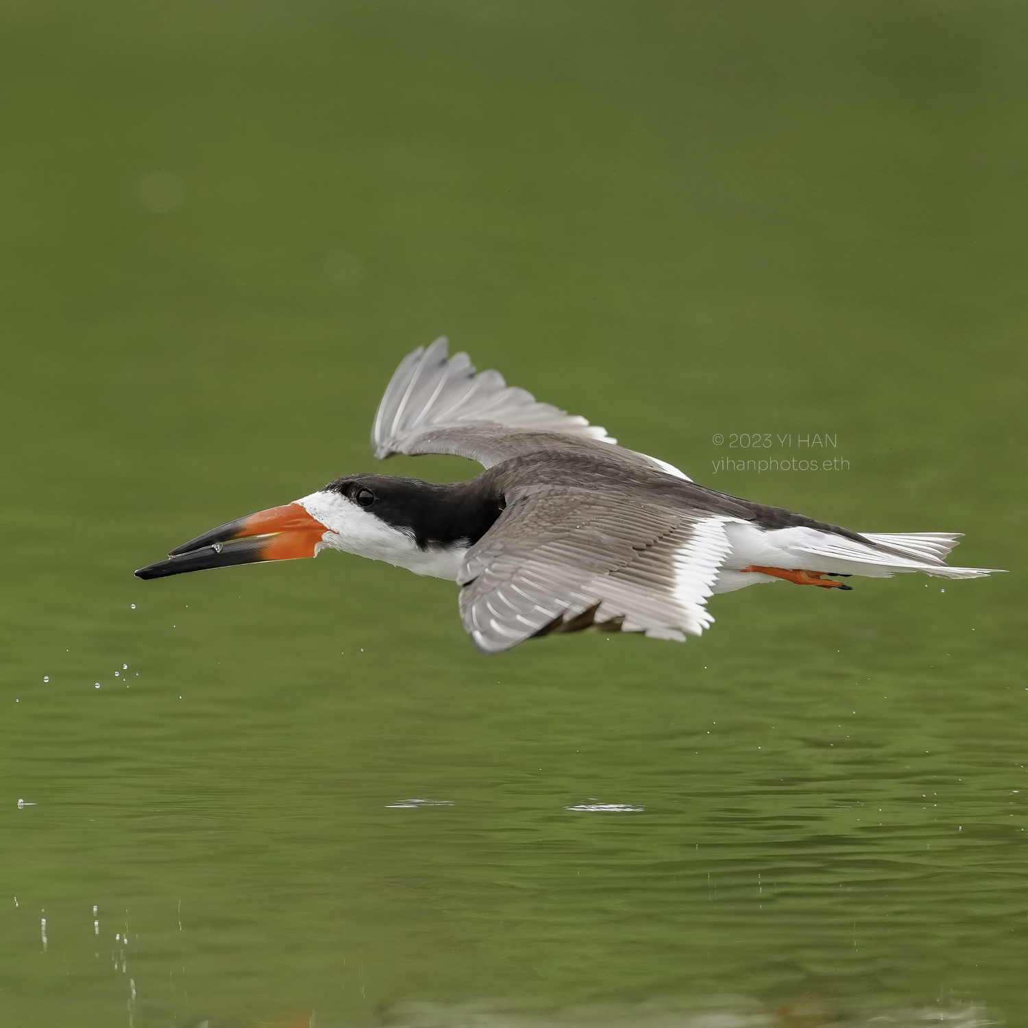 black_skimmer_1