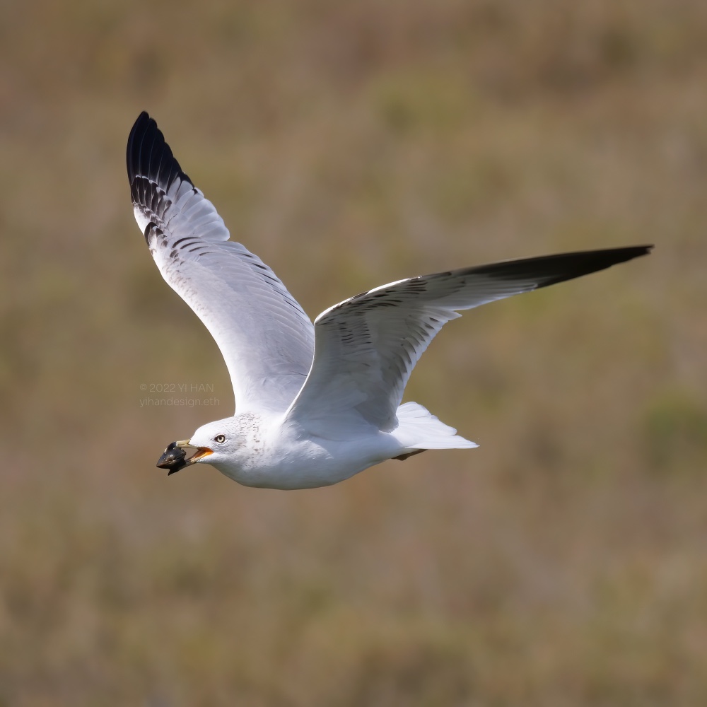 ring-billed gull has a clam.jpg