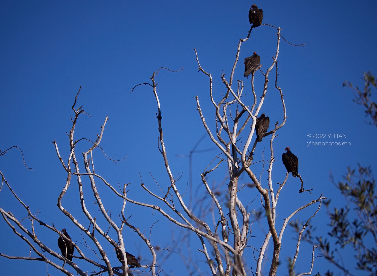 flock_of_vultures