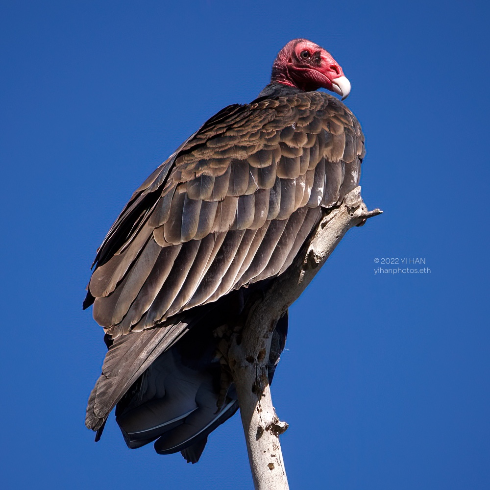 turkey_vulture_blue_2