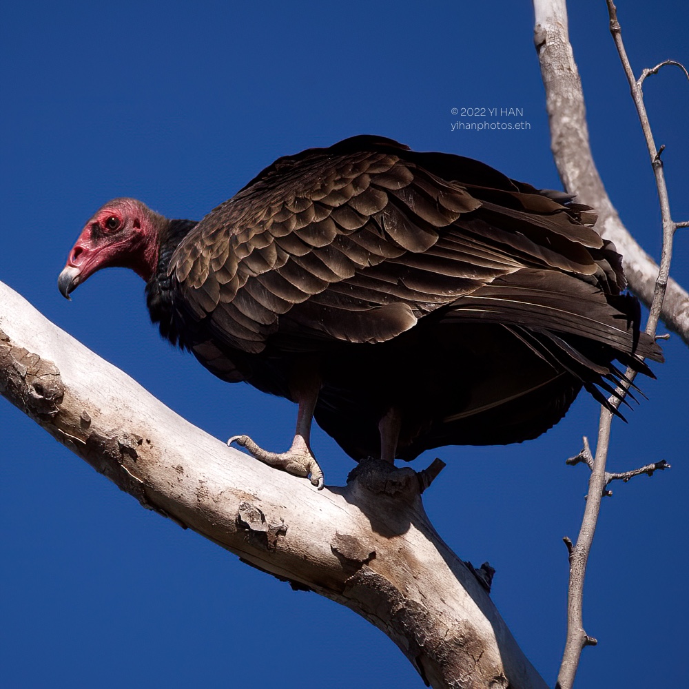 turkey_vulture_blue_3