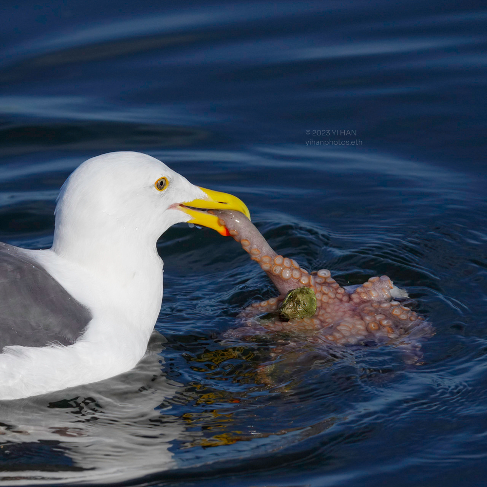 western_gull_3