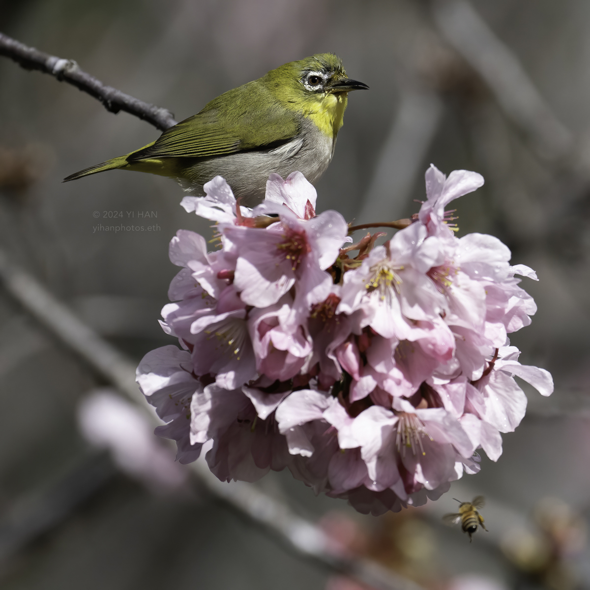 swinhoe‘s_white-eye_1_3