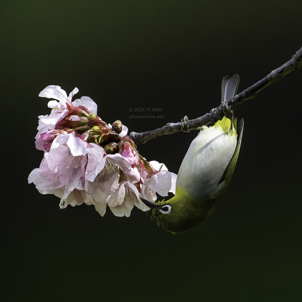 swinhoe‘s_white-eye_2