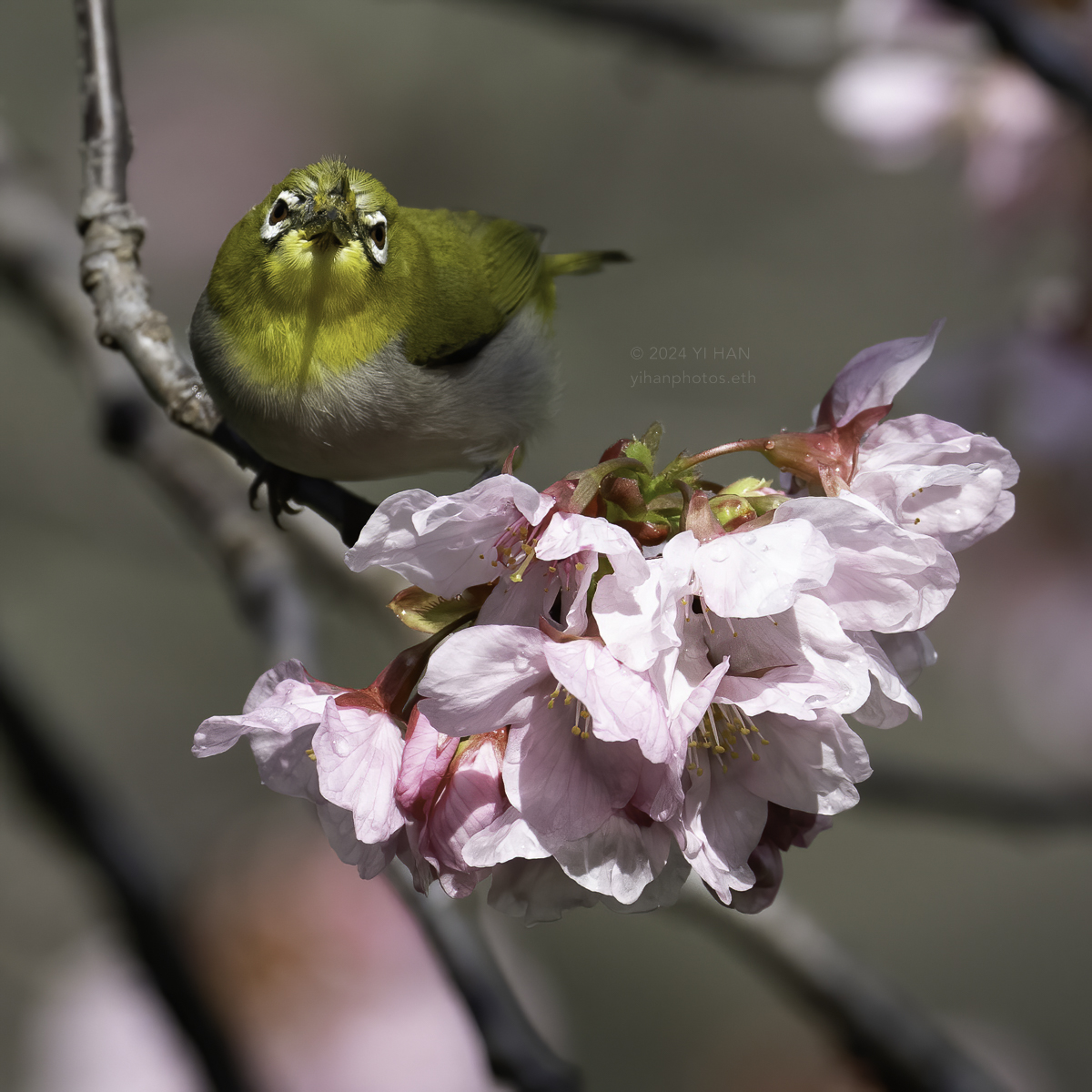 swinhoe‘s_white-eye_4